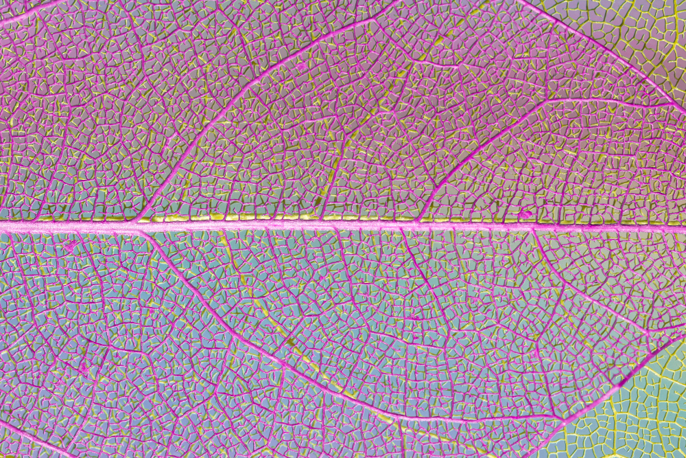 Image of Plant cell to depict Applied Biological Sciences