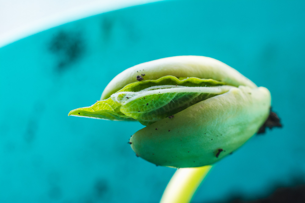image depicting plant biology course