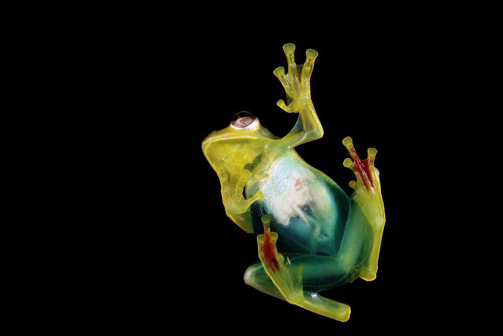 Image of frog to depict animal biology degree.