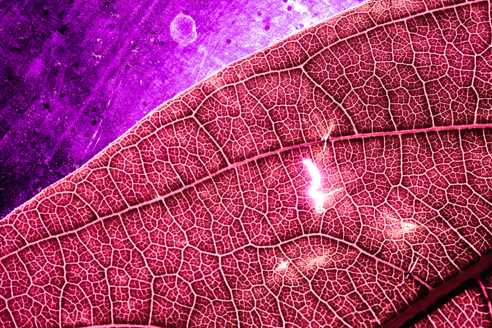 Image of Plant cell